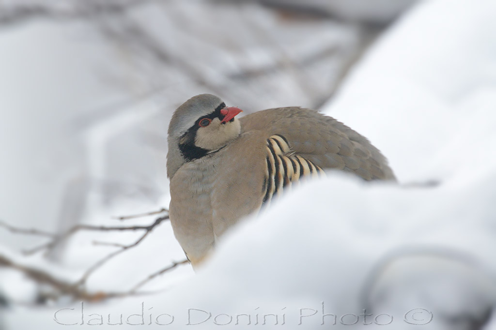 Coturnice between fog and snow