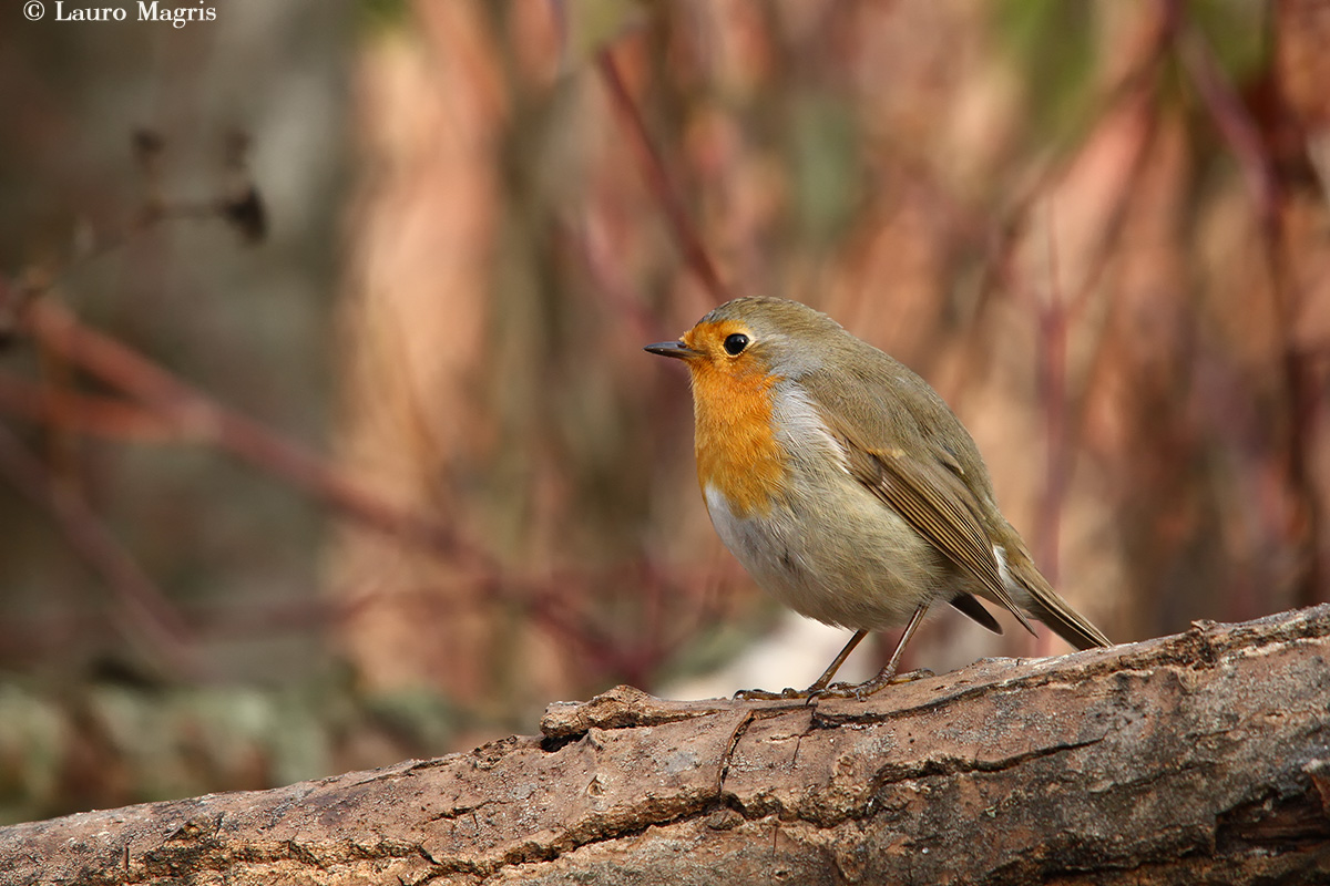 Petty (Erithacus rubecula, Linnaeus 1758)