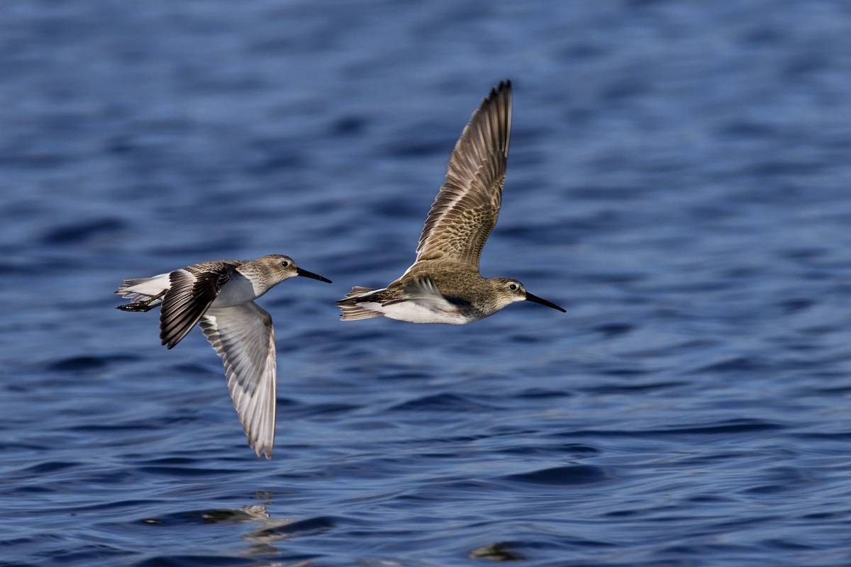 Sandpipers in flight