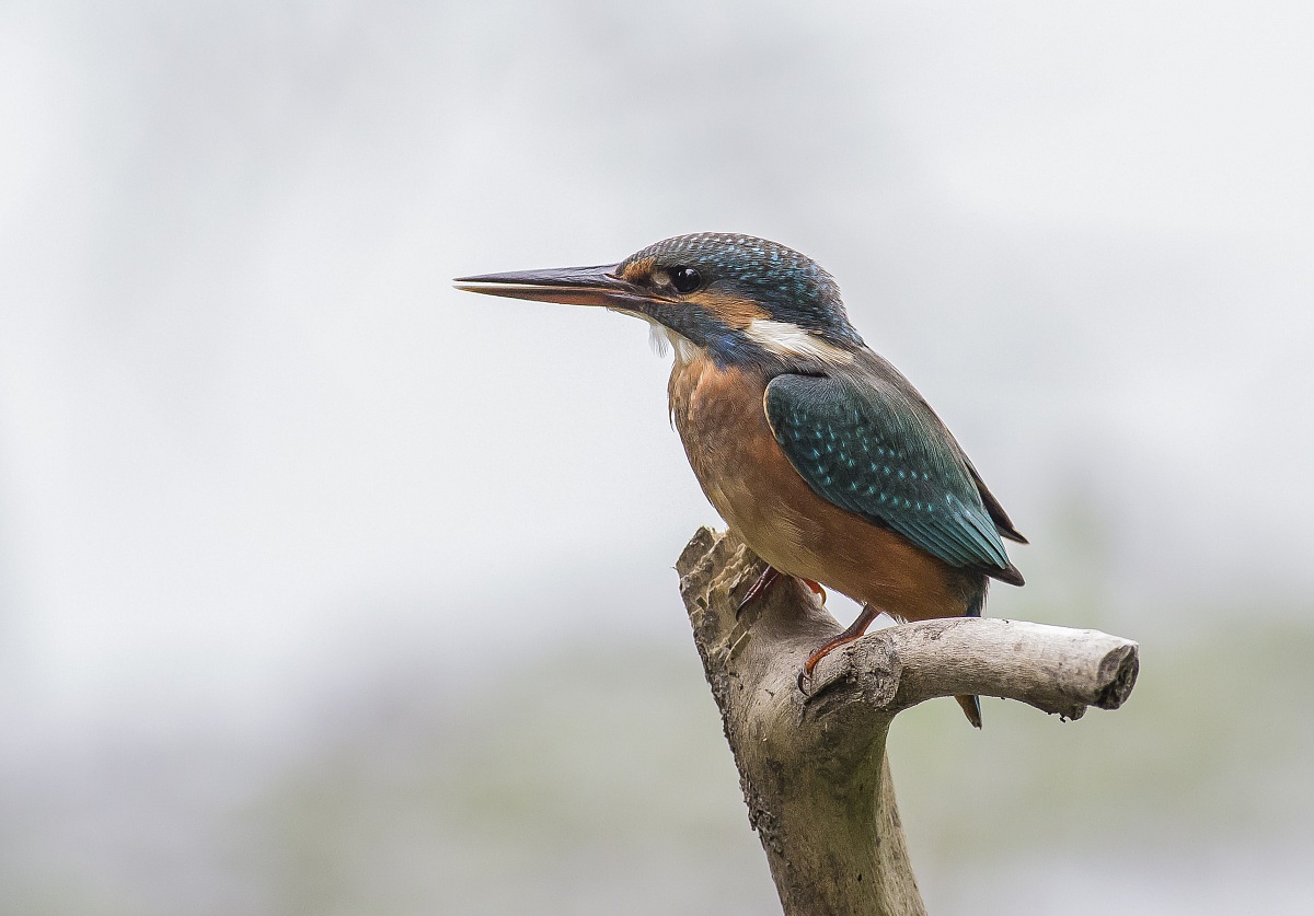 Kingfisher