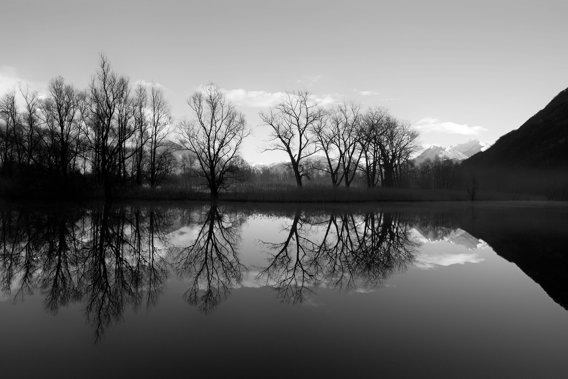 reflections plants Magadino