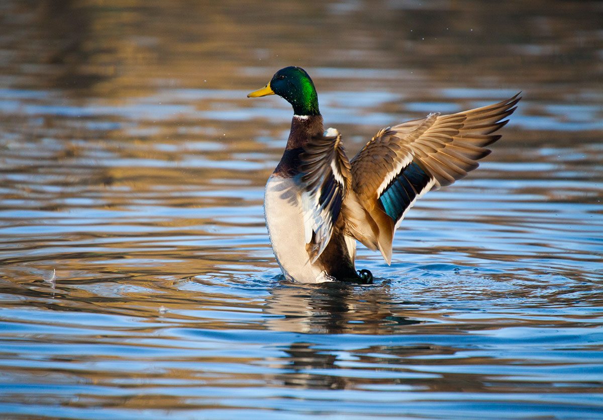 Sulle ali della libertà