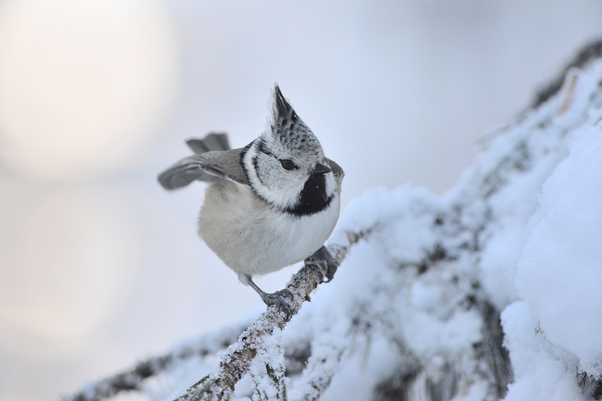 Crested Tit