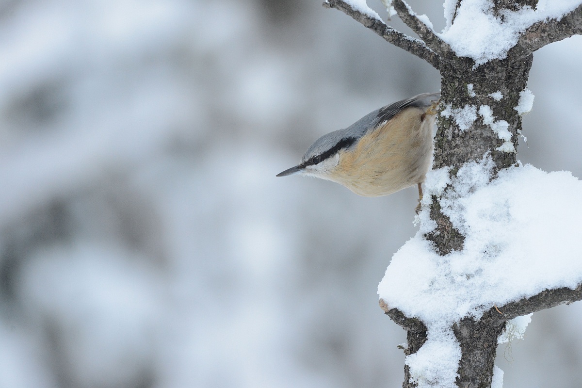nuthatch