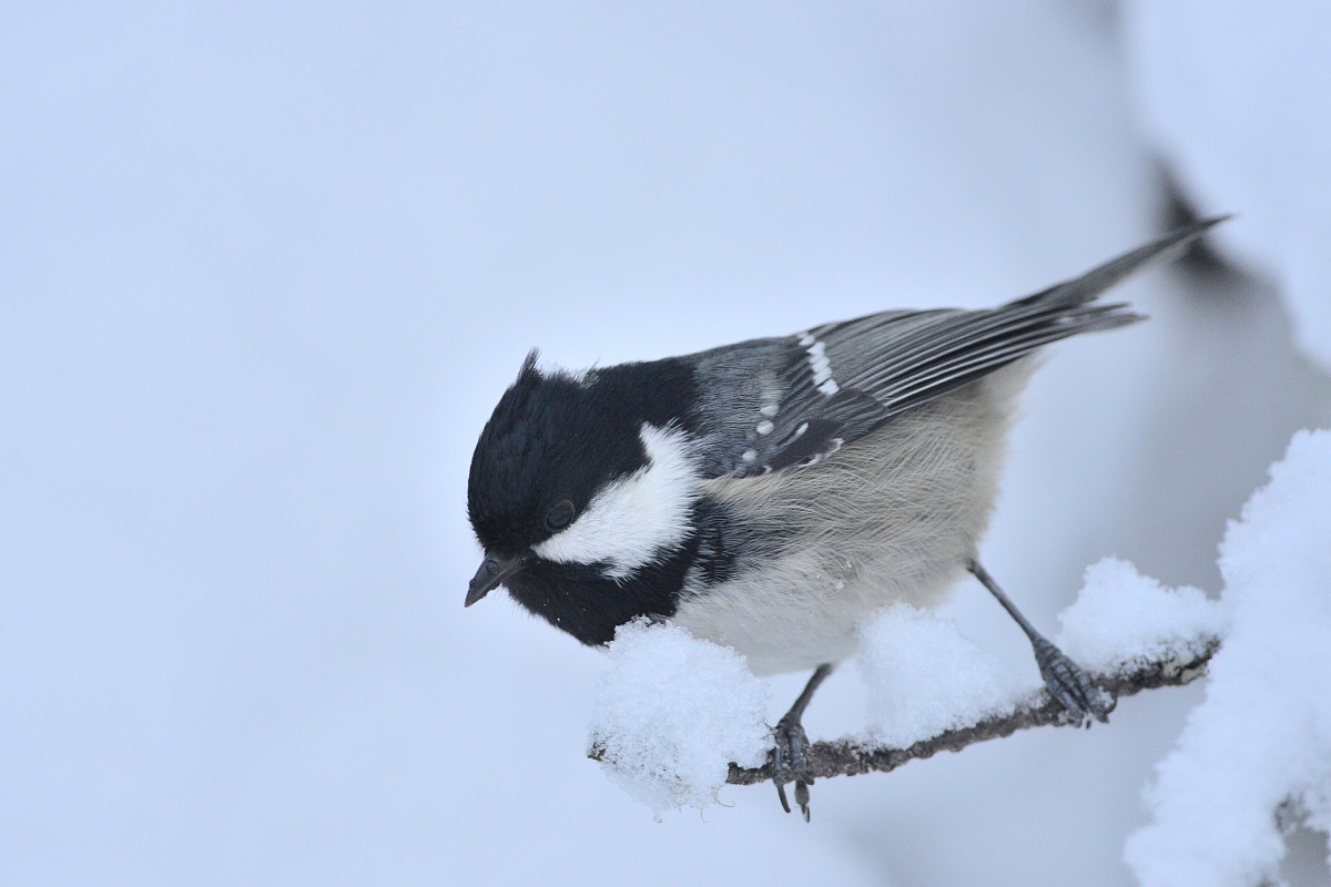 marsh tit