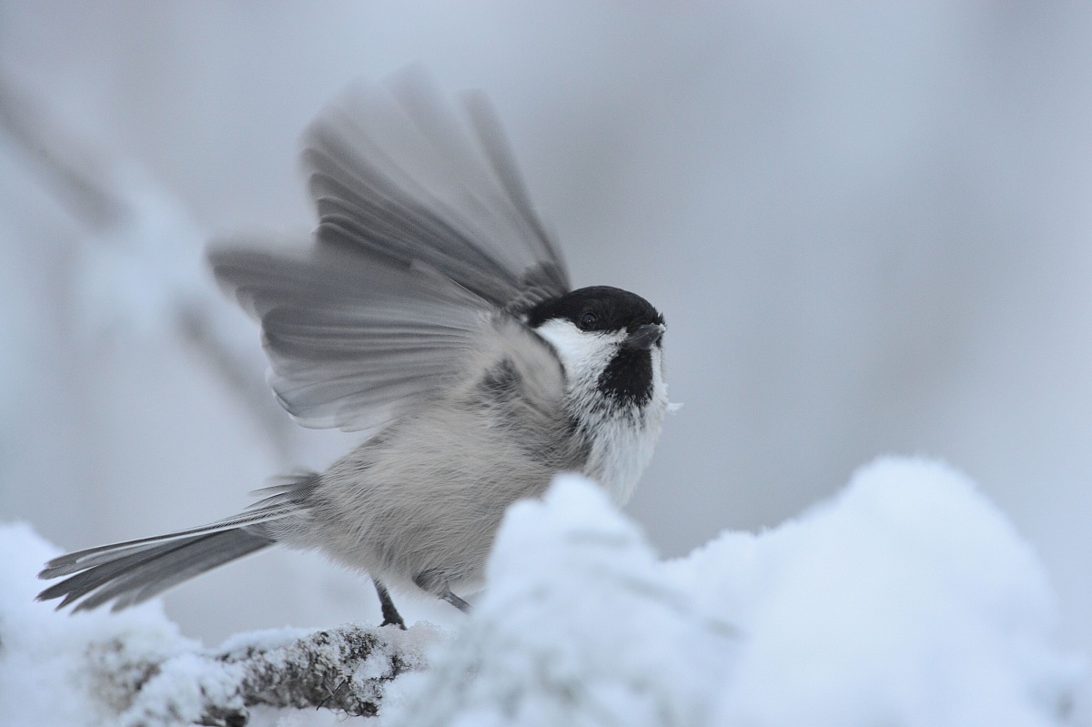 marsh tit