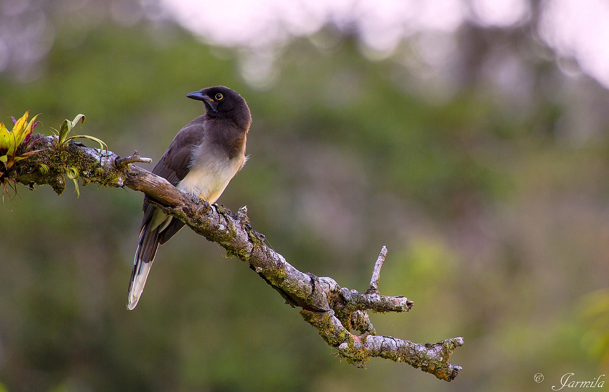 Ghiandaia bruna (Brown Jay, Psilorhinus mori)