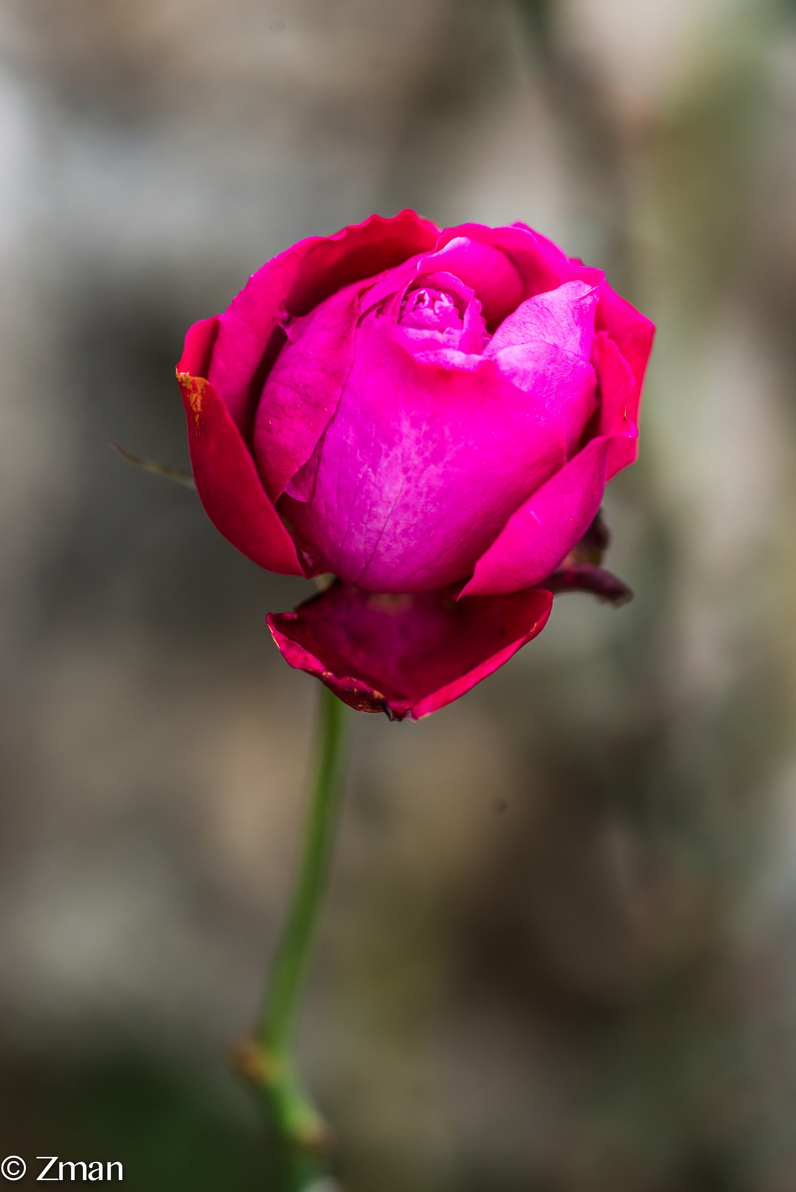 Grazie a tutti i miei amici per il vostro sostegno e la simp...