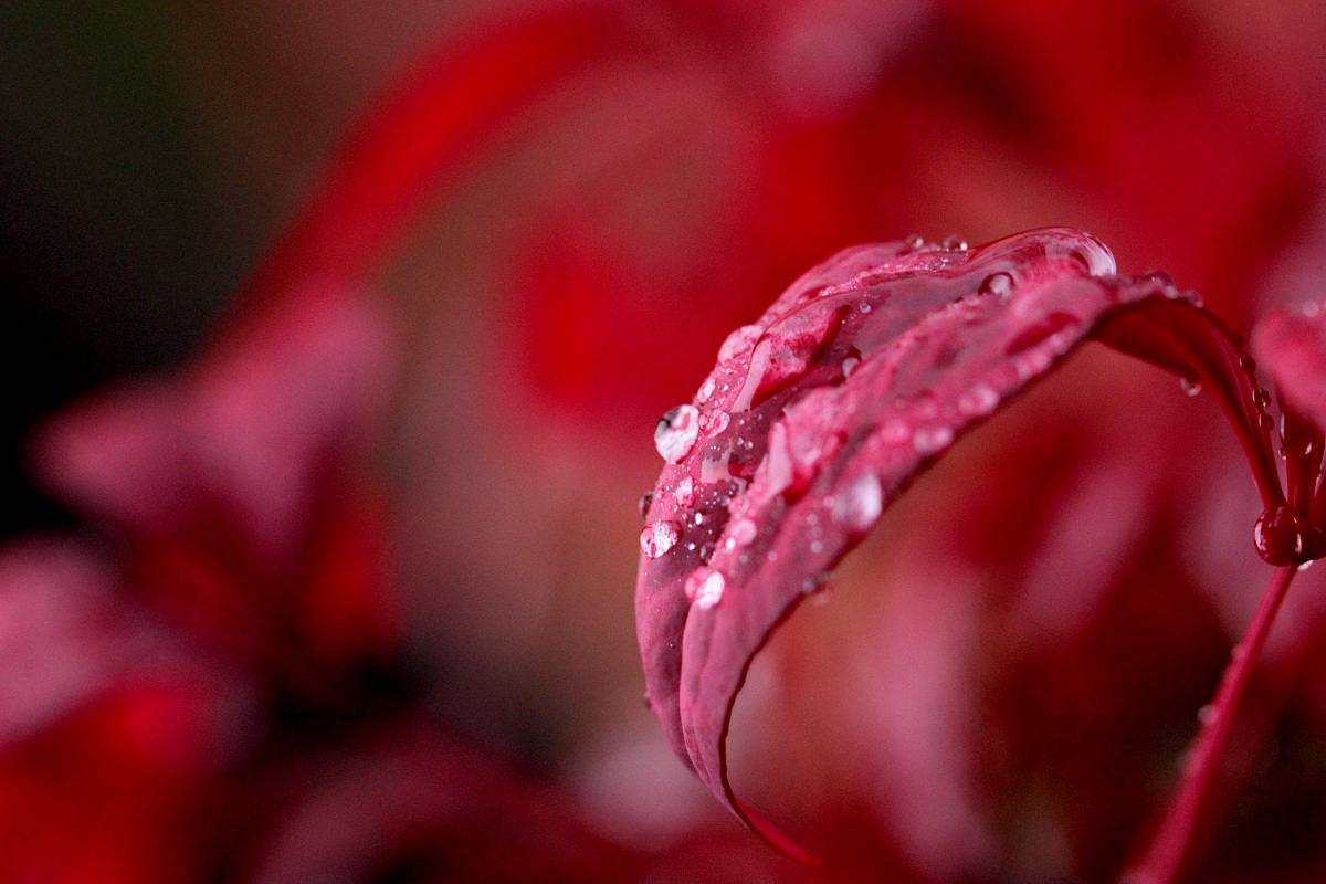 Noise of red nandina