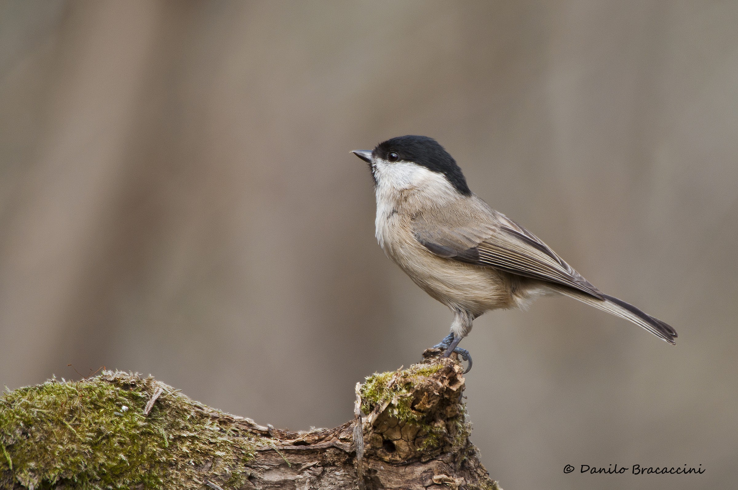 marsh tit