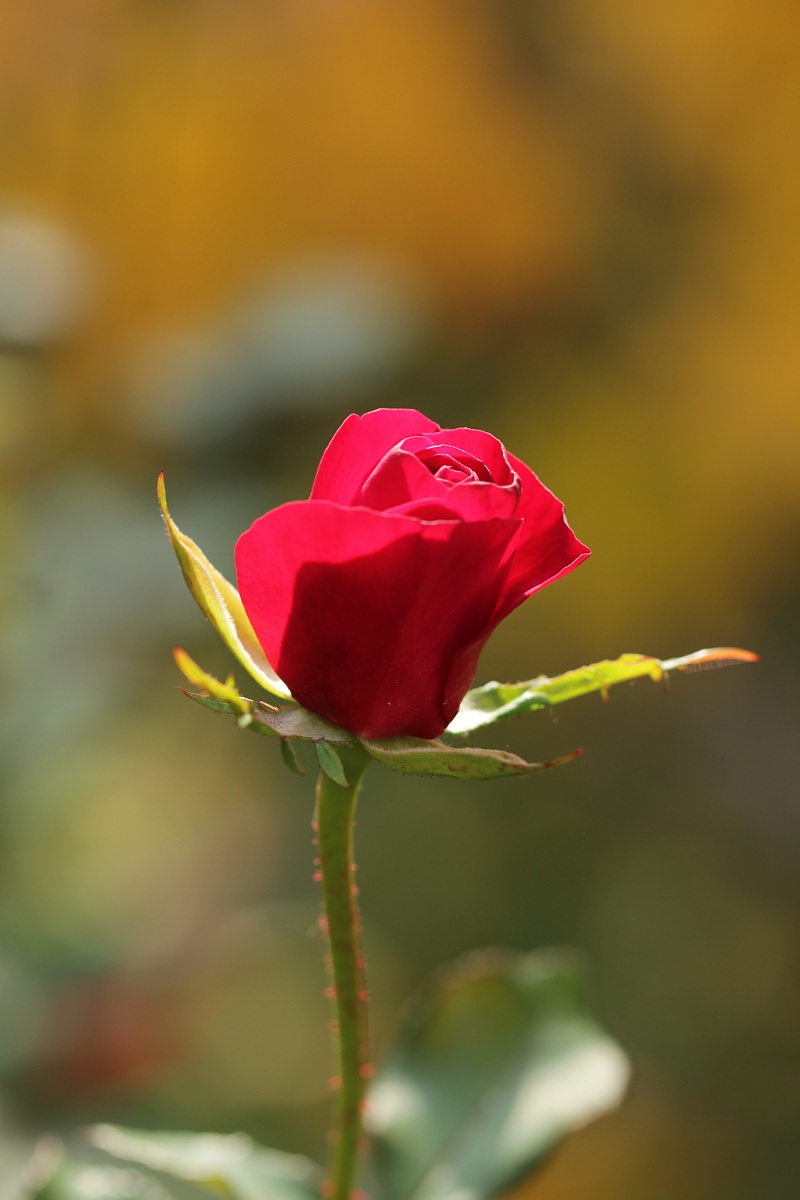 the queen of my garden