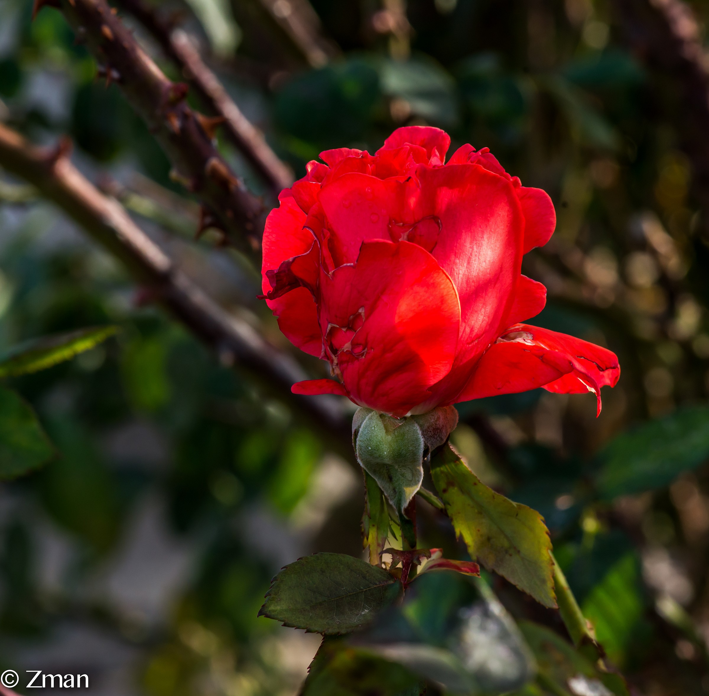 Grazie a tutti i miei amici per il vostro sostegno e la simp...