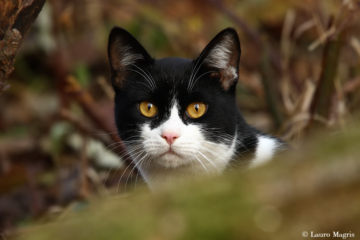 Il gatto con gli stivali