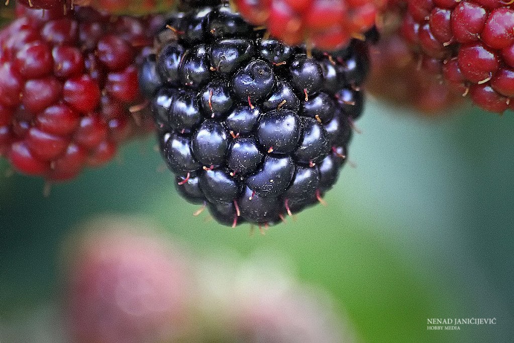 Organic Blackberries