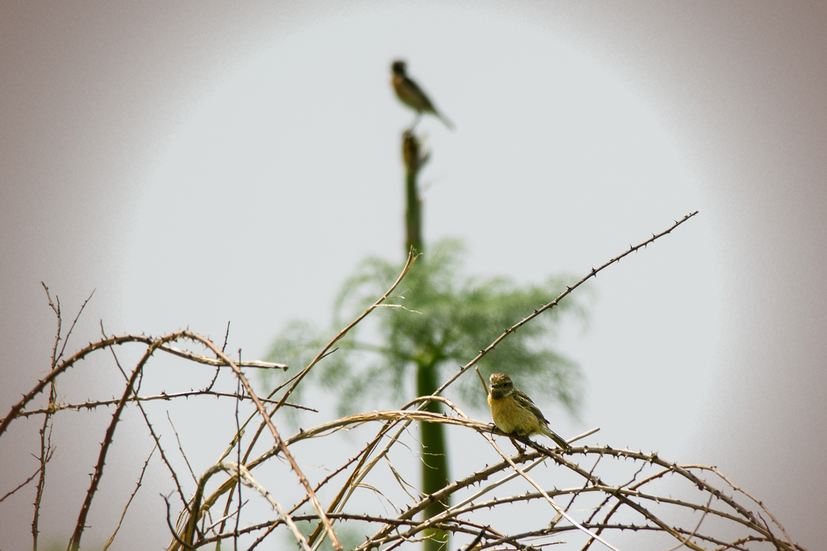 Passerines