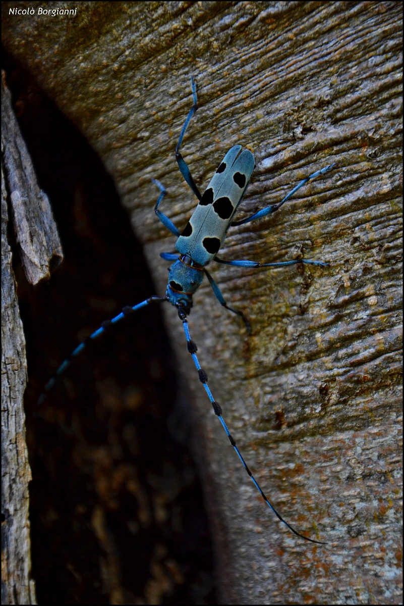 Cerambice del faggio
