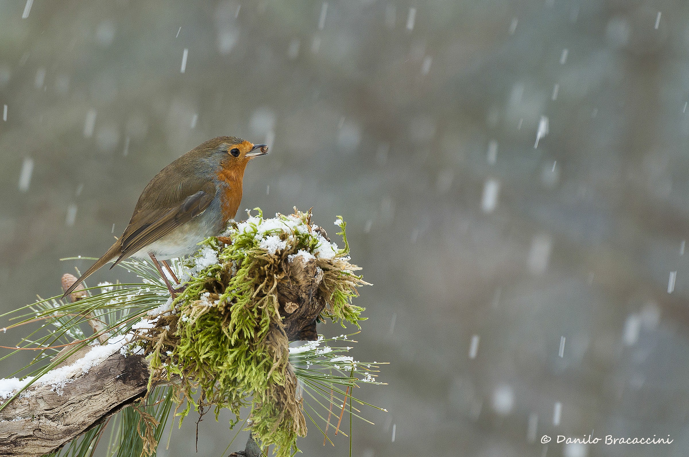 snow with robin