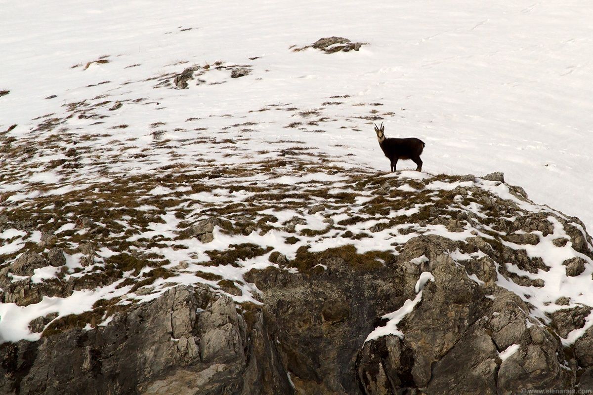 Camoscio (Rupicapra rupicapra) parco Puez-Odle