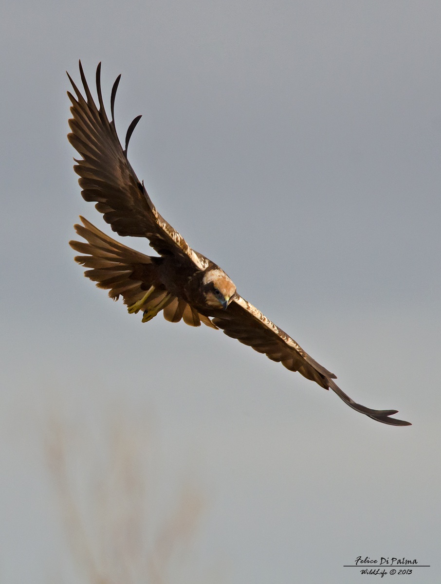 Falco di palude in caccia
