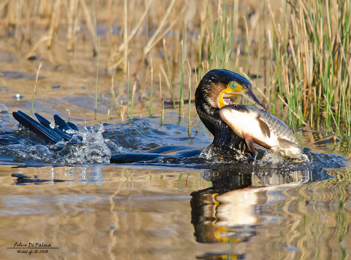 The meal of the cormorant