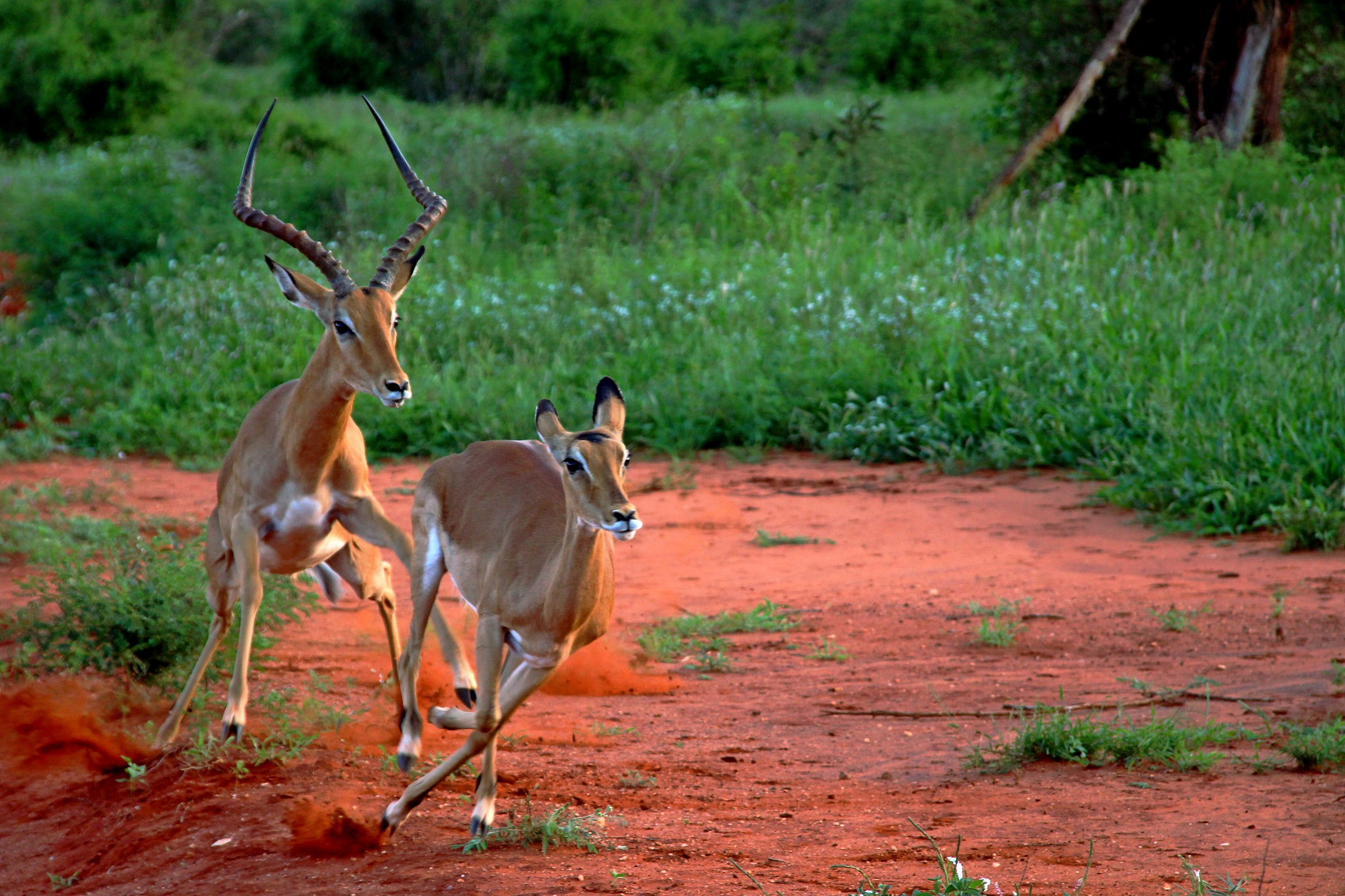 Run, run, if you look ...