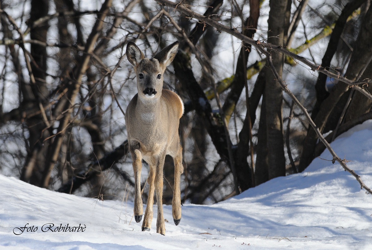 Capriolo ... d'inverno ...