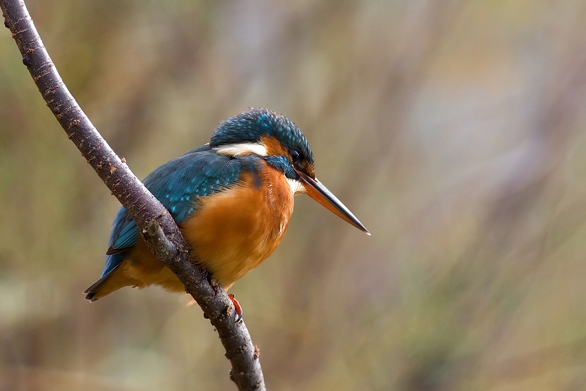 Kingfisher