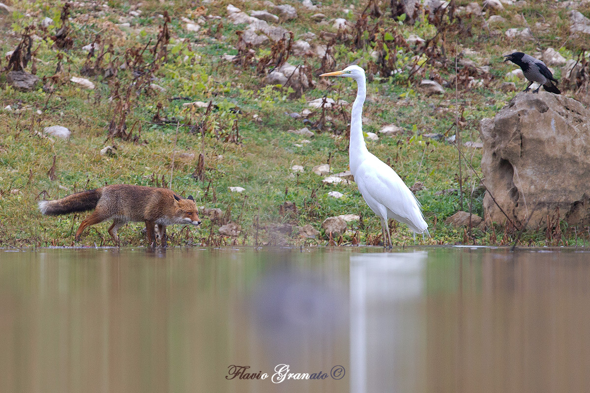 La Volpe, the Heron and the Crow