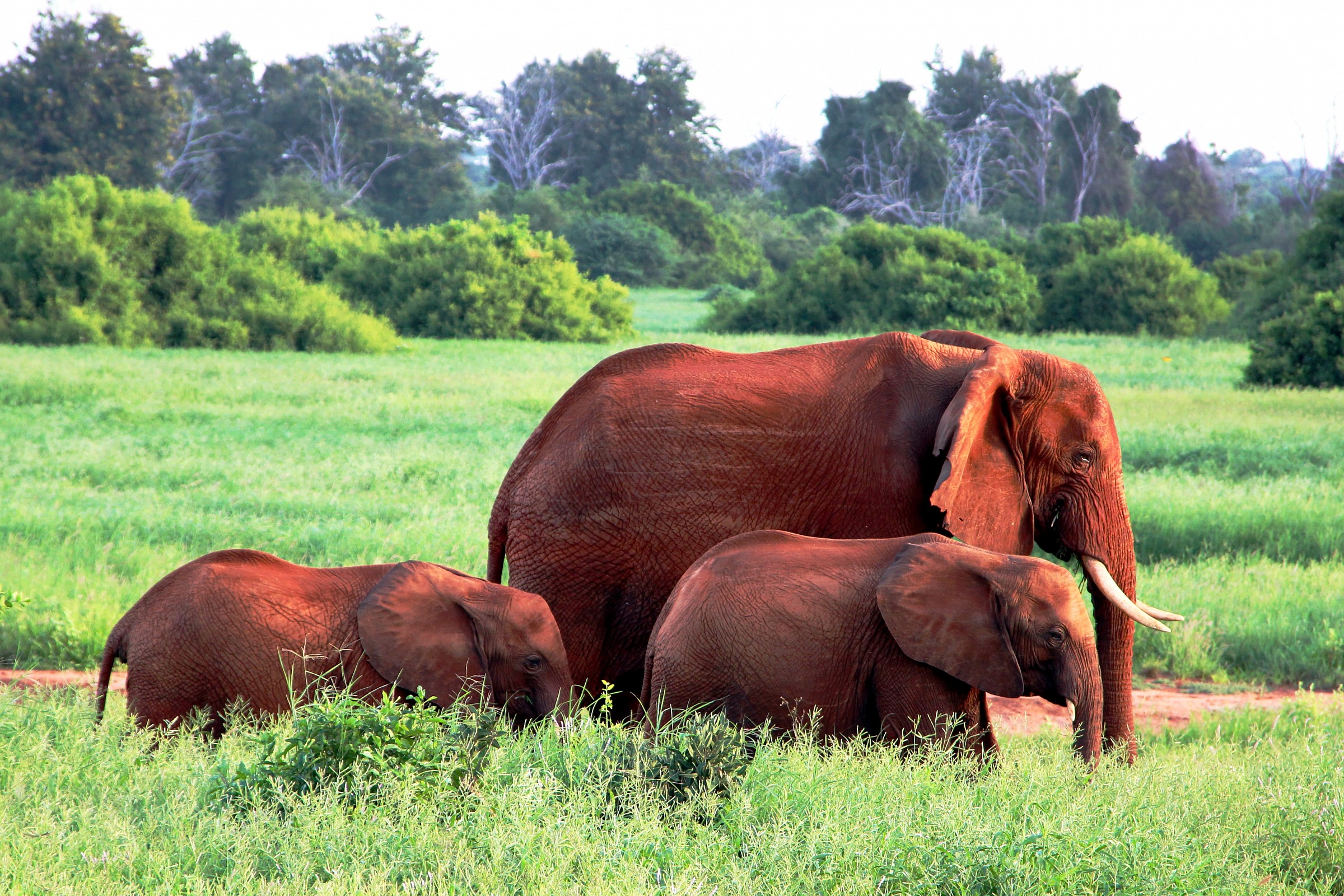Family of elephants
