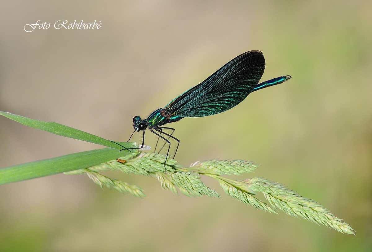 Calopteryx virgo... sofficemente posata...