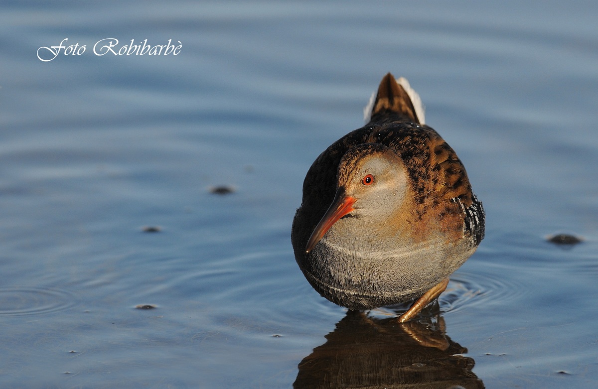 Porciglione ....stai all'occhio ...
