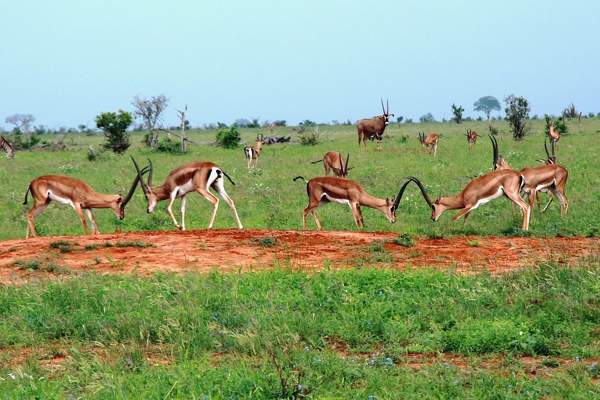 Fighting between gazelles