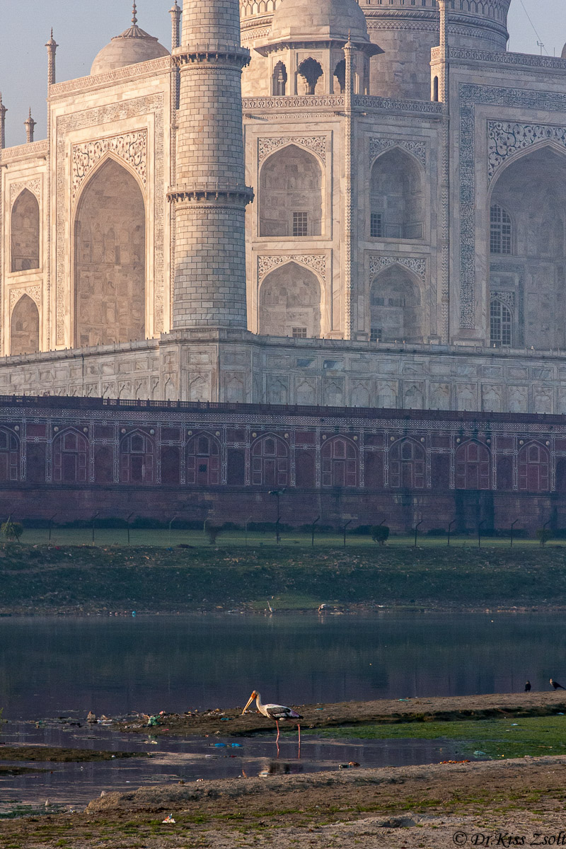 Cicogna ai piedi del Taj Mahal