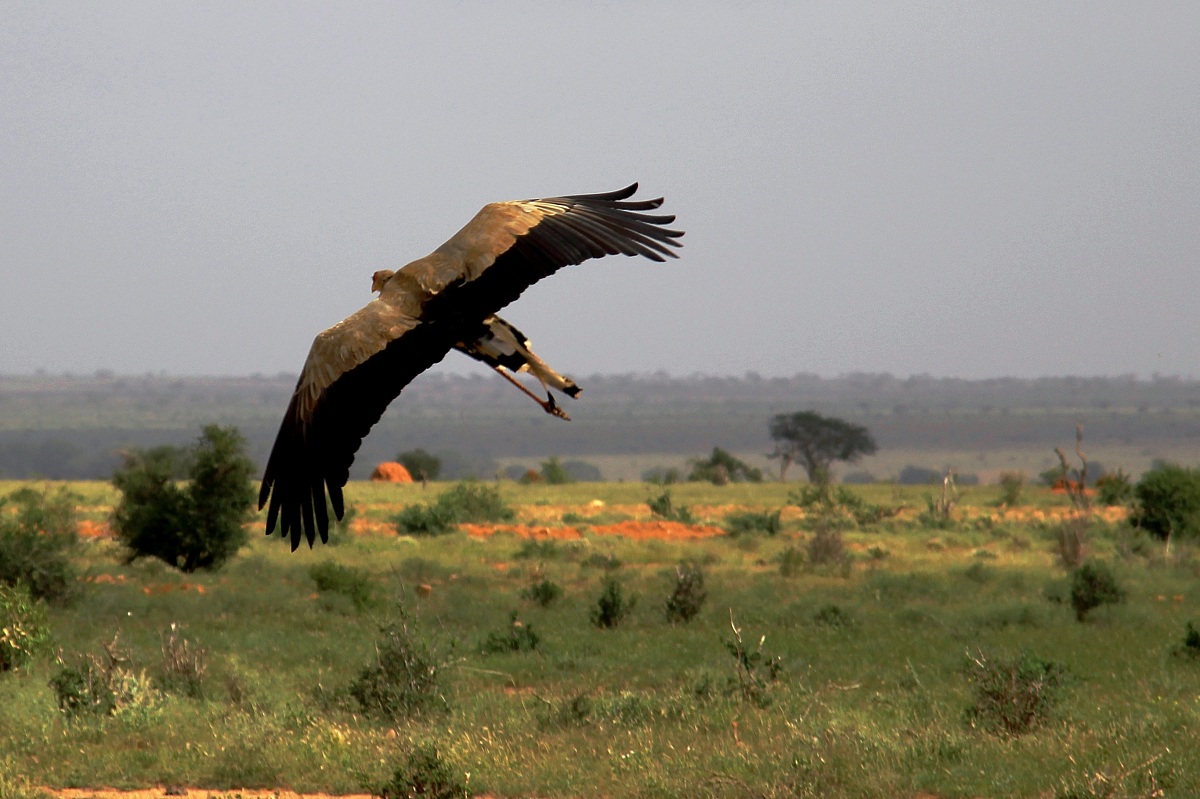 The flight of the Serpent (Sagittarius serpentarius)