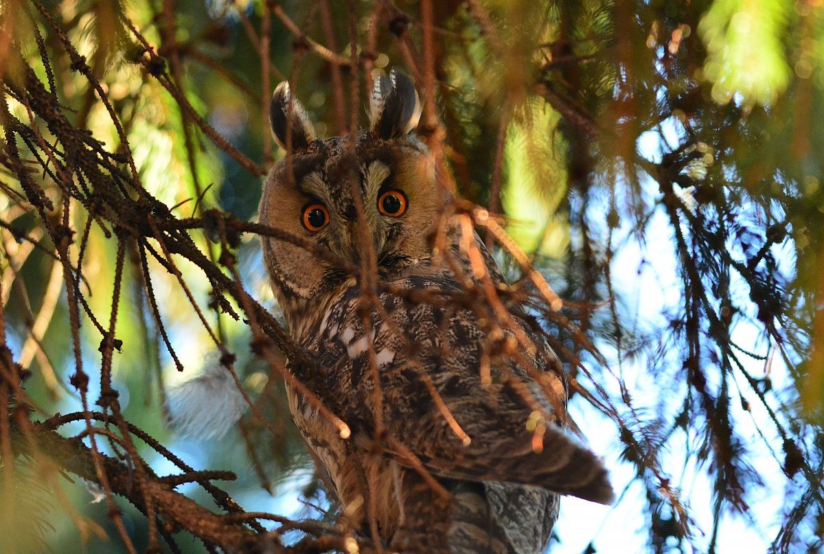 gufo comune al cenone di capodanno