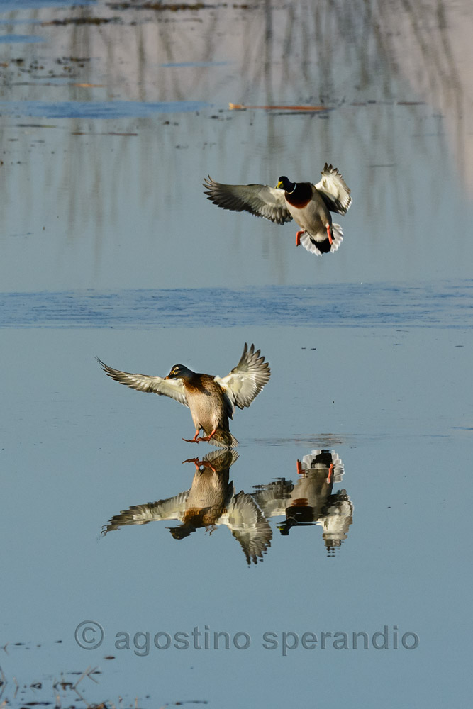 Germans landing at sunset