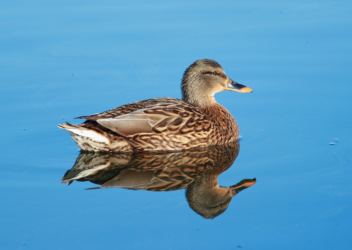 Germano reale (femmina)