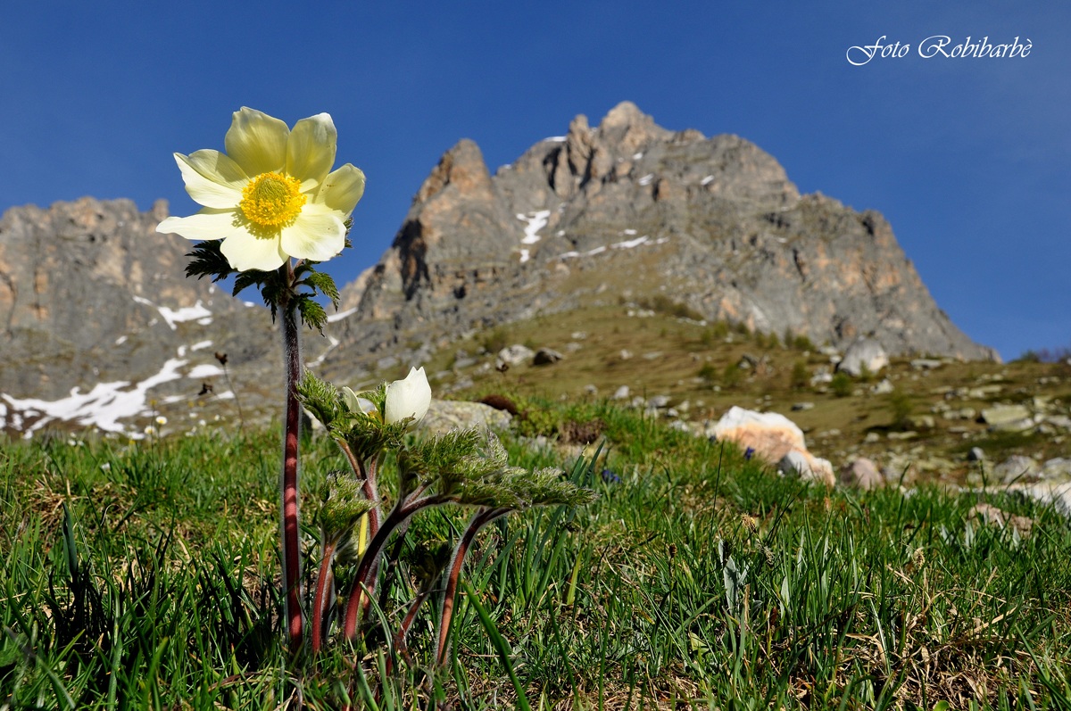 Anemone pulsatilla... di sfondo il Chersogno...