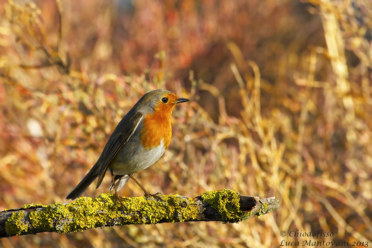 Pettirosso in laguna