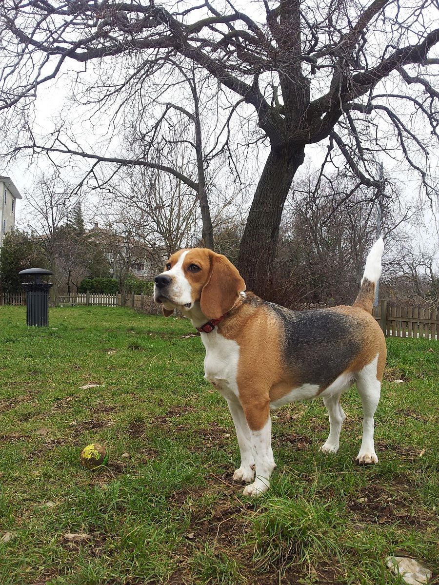 Il Beagle in posa