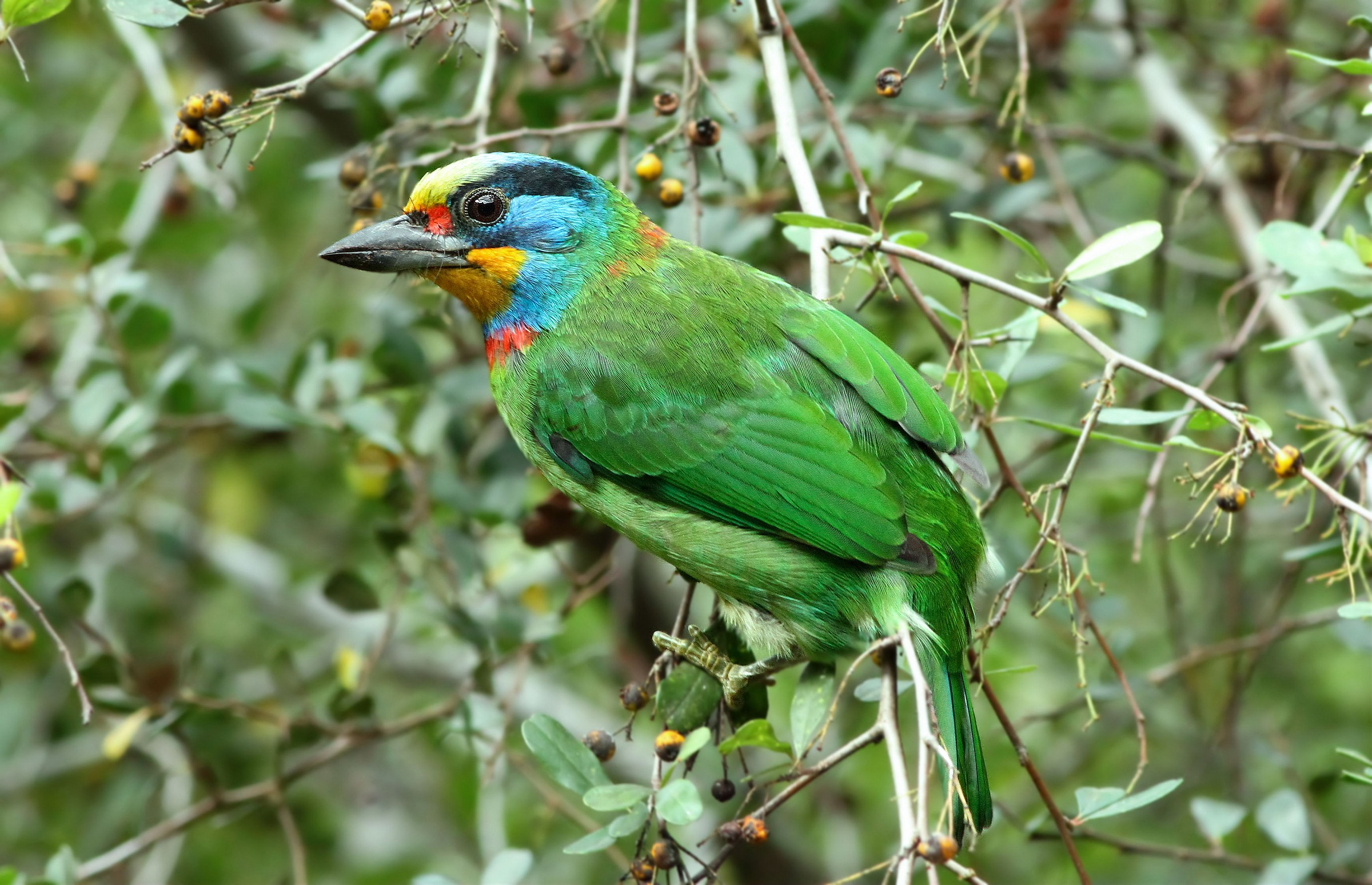 Barbet di Muller
