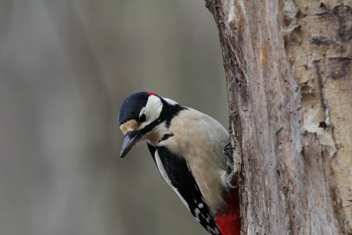 Il mio primo picchio