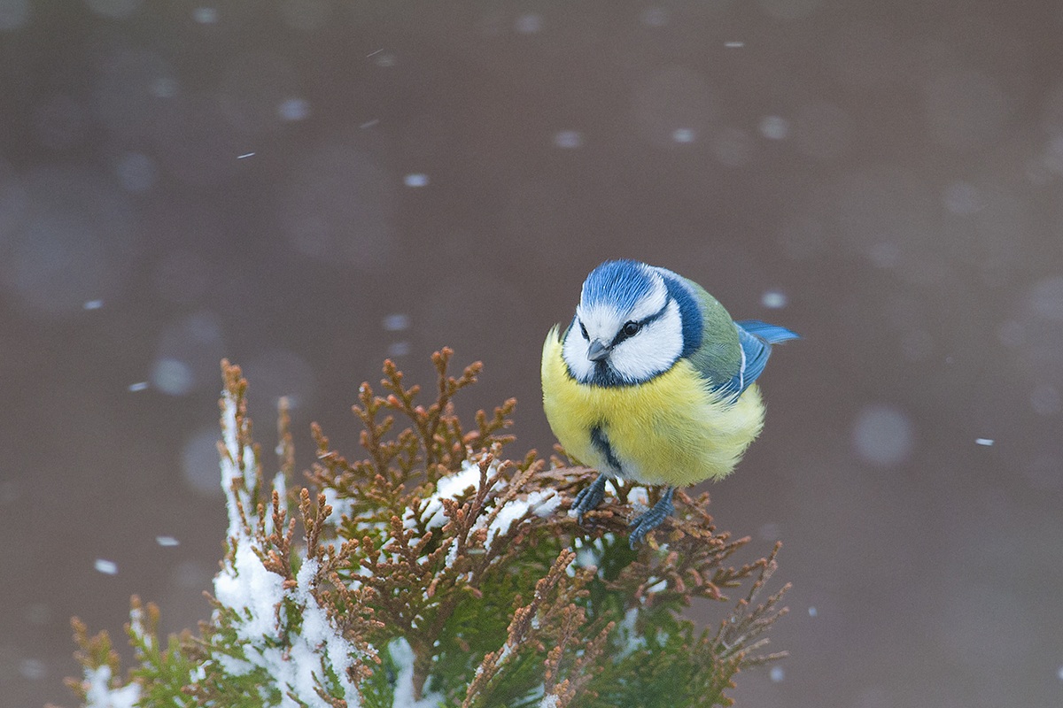 Cinciarella sotto la neve