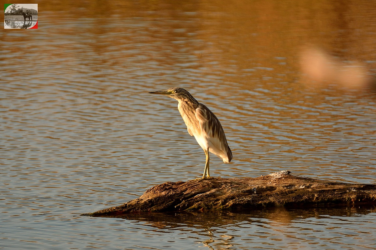 Night Heron