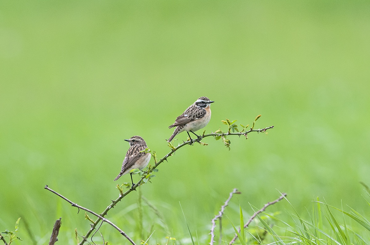 Stiaccini ambientati