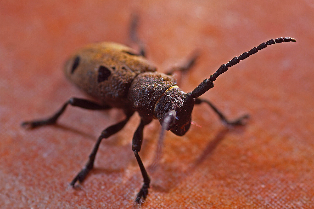 Three-dimensionality of brick flooring