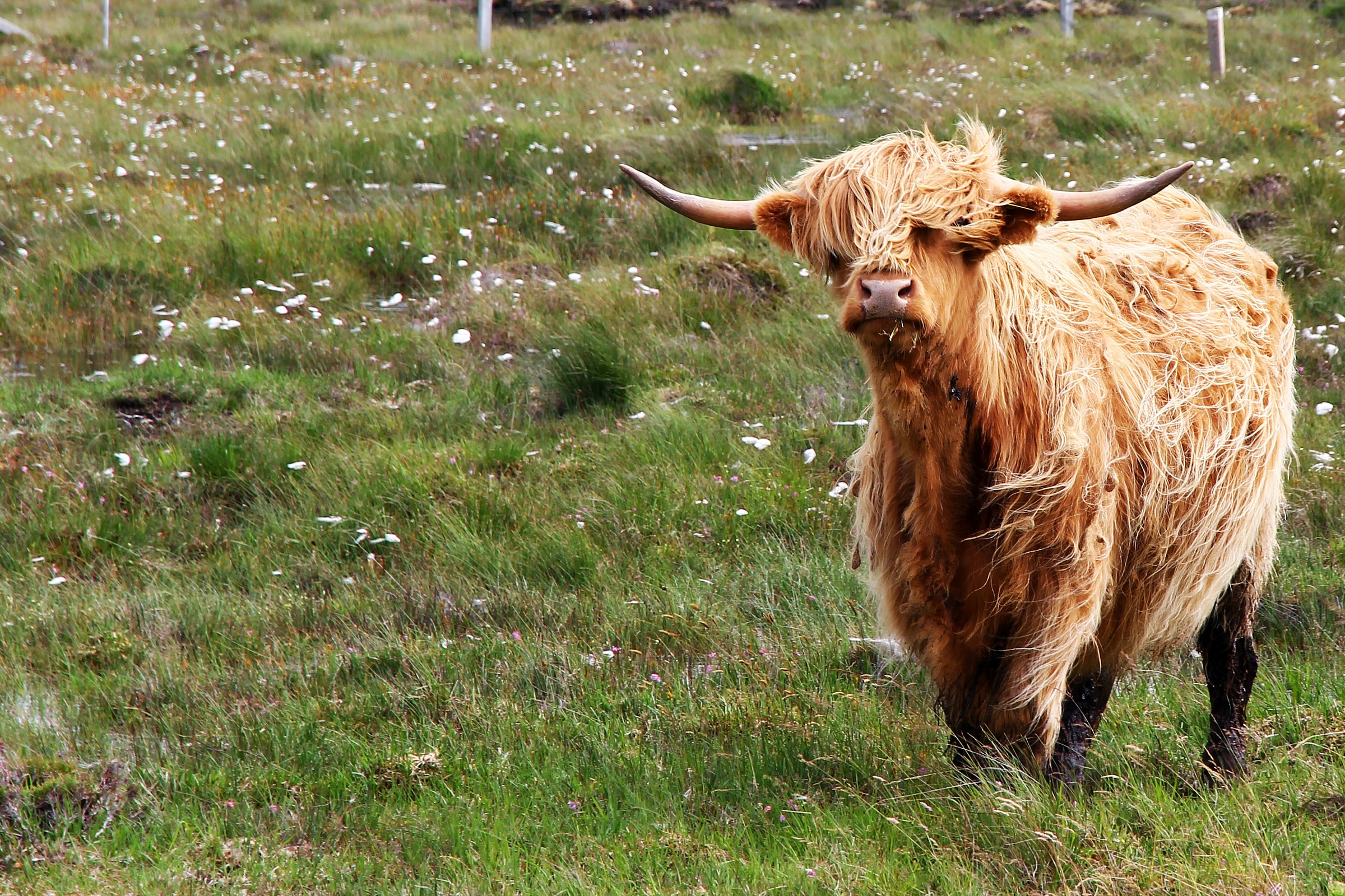 Embhè?? Mai visto una Scottish Highland??