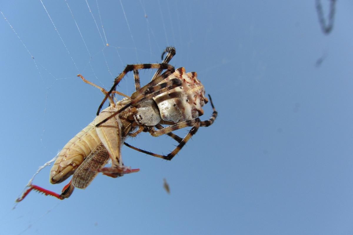 Argiope lobata eating grasshopper