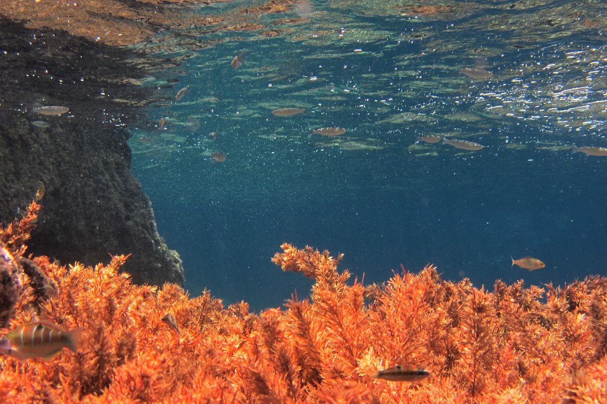 Underwater landscape