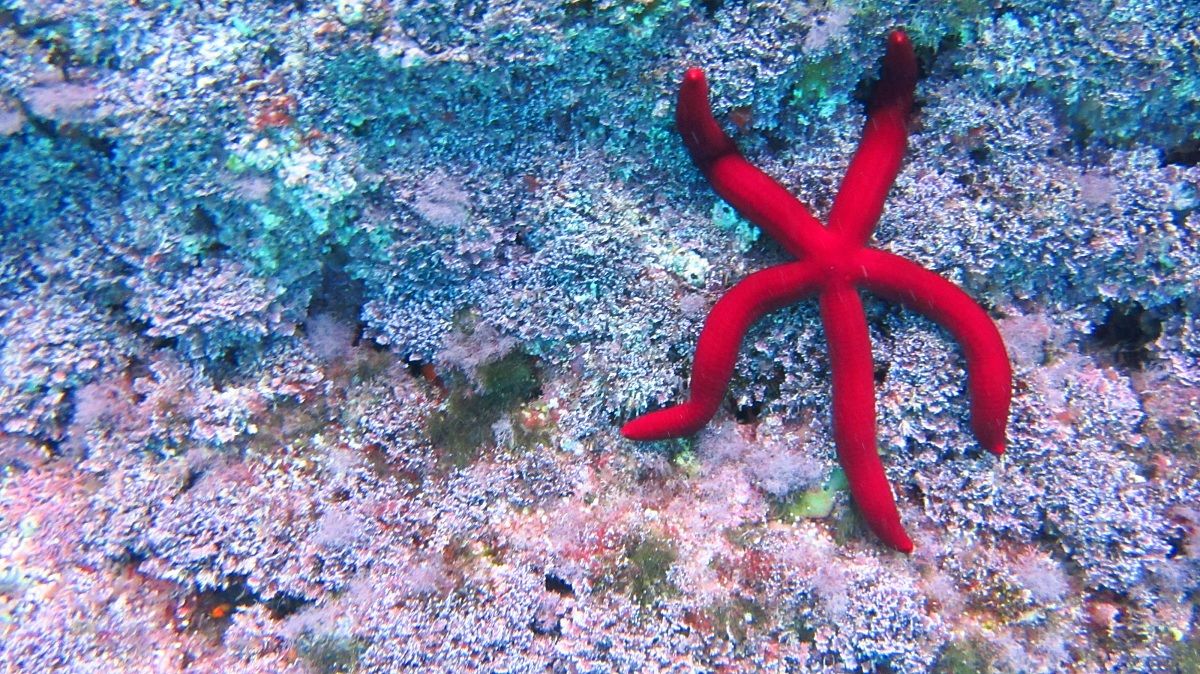 Starfish